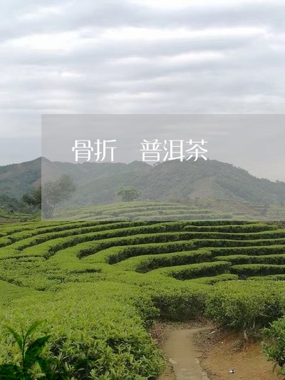 骨折 普洱茶/2023042800829